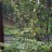 Цимицифуга кистевидная, Cimicifuga racemosa, цветоносы более 2 м - Цимицифуга кистевидная, Cimicifuga racemosa в саду.